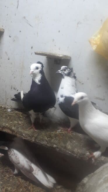 Məhsul: Ev göyərçinləri – dekorativ və uçuş növləri qarışığı Təsvir lalafo.az -da Məhsul: Ev göyərçinləri – dekorativ və uçuş növləri qarışığı Təsvir