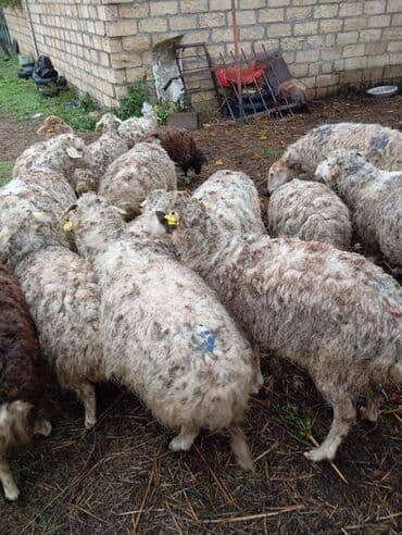 Qoyun sürüsü – qarışıq rəngli ana qoyunlar - Şəkillərdə görünən lalafo.az -da Qoyun sürüsü – qarışıq rəngli ana qoyunlar - Şəkillərdə görünən