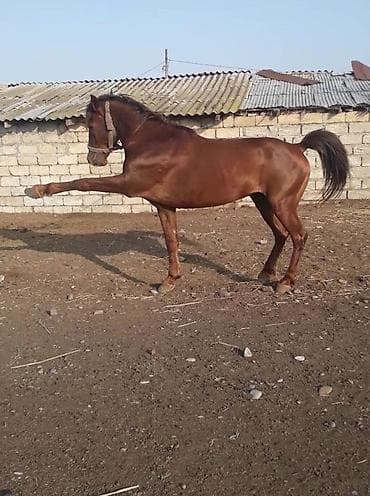 1 yaşı var hele.Tamam.başqa bir şeydi,superin superi heyvandi.Birinci lalafo.az -da 1 yaşı var hele.Tamam.başqa bir şeydi,superin superi heyvandi.Birinci