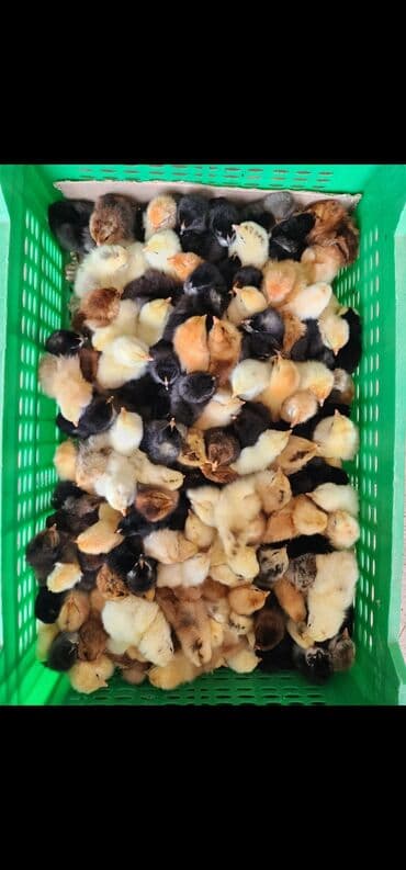 Toyuq cücələri, Ətlik lalafo.az -da Toyuq cücələri, Ətlik