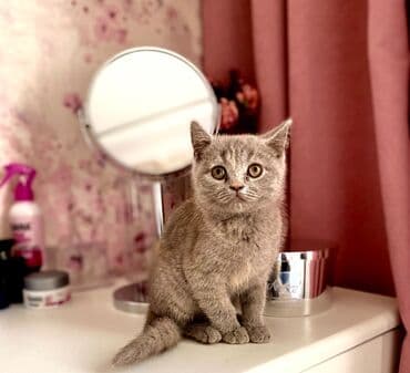 Şotland, Dişi, Ödənişli çatdırılma lalafo.az -da Şotland, Dişi, Ödənişli çatdırılma