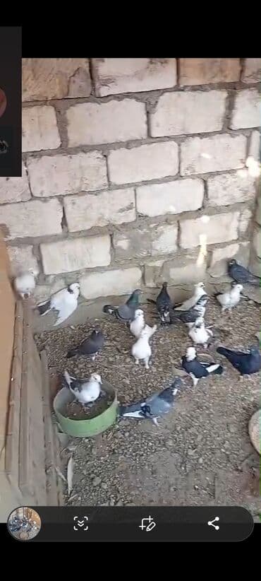 Tutulma quwdar satlir qiymet razilawm yoluyla lalafo.az -da Tutulma quwdar satlir qiymet razilawm yoluyla