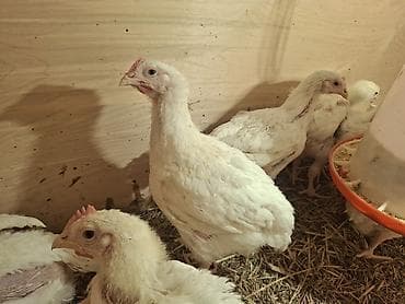 Toyuq cücələri, Ətlik lalafo.az -da Toyuq cücələri, Ətlik