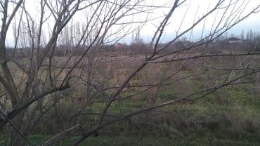 30 sot, Mülkiyyətçi, Kupça (Çıxarış) lalafo.az -da 30 sot, Mülkiyyətçi, Kupça (Çıxarış)