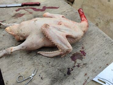 Təmizlənmiş toyuq – kəsilmiş, lələkləri yolunmuş, daxili orqanları lalafo.az -da Təmizlənmiş toyuq – kəsilmiş, lələkləri yolunmuş, daxili orqanları