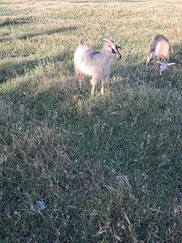 Disi keci 1 qarin doqub saqlam cavan heyvandi lalafo.az -da Disi keci 1 qarin doqub saqlam cavan heyvandi