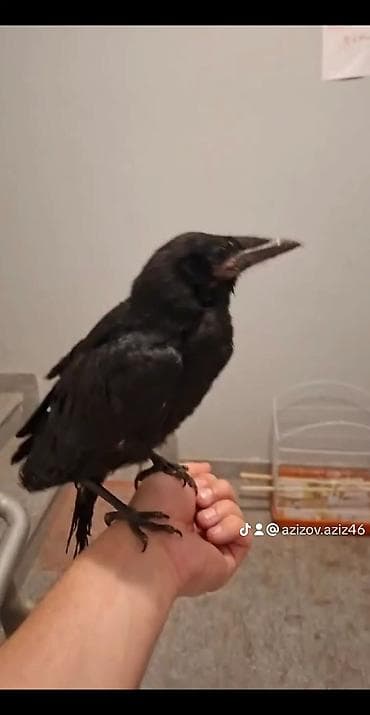 Qarğa balasi satilir ikisi 50 manat.real alicilar yazsin. ne var odu lalafo.az -da Qarğa balasi satilir ikisi 50 manat.real alicilar yazsin. ne var odu
