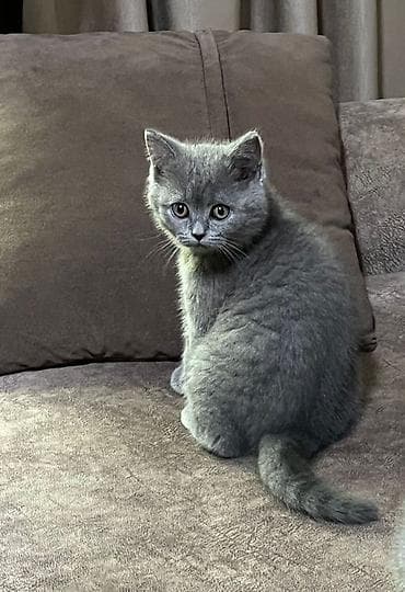 Birtan piwiy balalari satilir 2 ayliqdi 2 ededdi lalafo.az -da Birtan piwiy balalari satilir 2 ayliqdi 2 ededdi