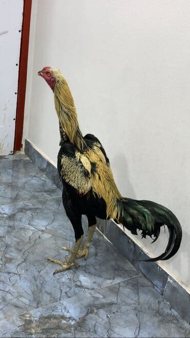 Heyreti bece 11 ayliq tam saglam heyvandir isdeyen purob edib goture lalafo.az -da Heyreti bece 11 ayliq tam saglam heyvandir isdeyen purob edib goture