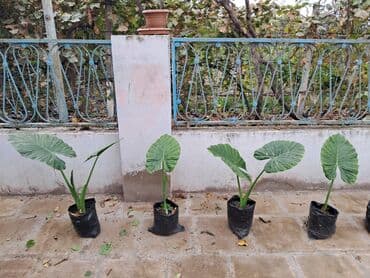 Удобрения: Güllər böyük və balaca olmaqla 10-15 manatdır. Ümumklokdə 8 ədəddir at lalafo.az — 4 Удобрения: Güllər böyük və balaca olmaqla 10-15 manatdır. Ümumklokdə 8 ədəddir — 4