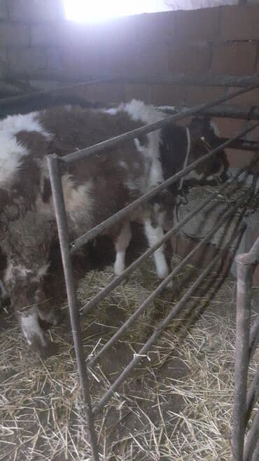 1500m smental mələzi 5 aylıq lalafo.az -da 1500m smental mələzi 5 aylıq