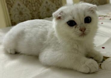 Бусы: Шотландская, Самец, Бесплатная доставка at lalafo.az — 2 Бусы: Шотландская, Самец, Бесплатная доставка — 2