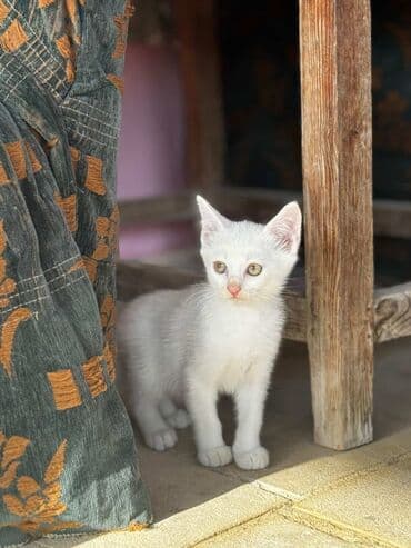 Dişi, Yaxşı əllərə lalafo.az -da Dişi, Yaxşı əllərə