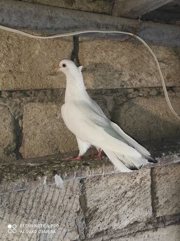 Qiymət razılaşma yolu ilə .ünvan Abşeron rayon Digah kəndi lalafo.az -da Qiymət razılaşma yolu ilə .ünvan Abşeron rayon Digah kəndi