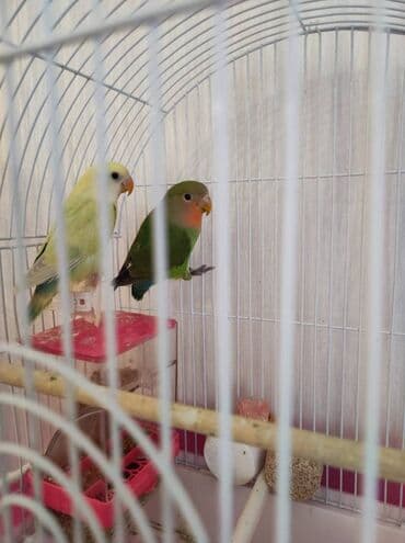 Sarının cinsi erkək, yaşıl olan dişidir. 5-6 aylıqdır hər ikisi lalafo.az -da Sarının cinsi erkək, yaşıl olan dişidir. 5-6 aylıqdır hər ikisi