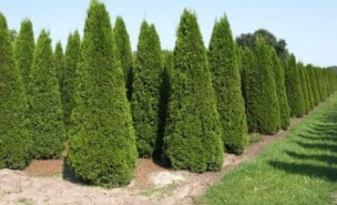 Удобрения: Thuja toxumları, sərv, Arizona sərv, mavi thuja, qərb thuja və şərq at lalafo.az — 20 Удобрения: Thuja toxumları, sərv, Arizona sərv, mavi thuja, qərb thuja və şərq — 20