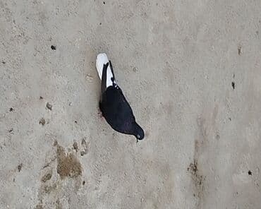 Salam agquyruq maya satilir 15manat quyruqunda 2dene qara var lalafo.az -da Salam agquyruq maya satilir 15manat quyruqunda 2dene qara var