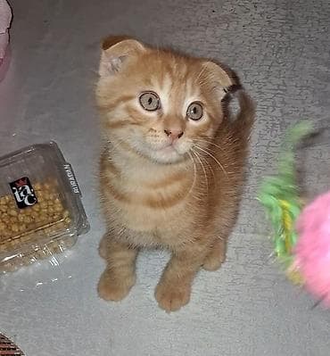 Tabbi, Yaxşı əllərə lalafo.az -da Tabbi, Yaxşı əllərə