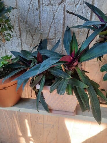 İstixana və ev üçün dekorativ saksı bitkiləri kolleksiyası - lalafo.az -da İstixana və ev üçün dekorativ saksı bitkiləri kolleksiyası -