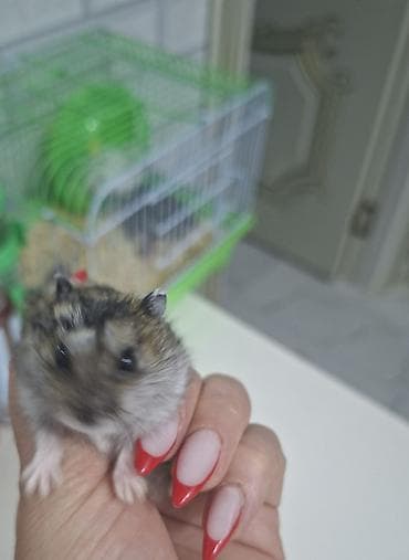 Cırtdan hamster + qəfəs dəsti - Növ: cırtdan (Djungarian tipli) lalafo.az -da Cırtdan hamster + qəfəs dəsti - Növ: cırtdan (Djungarian tipli)