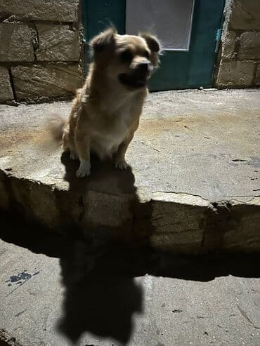 Ödənişli çatdırılma lalafo.az -da Ödənişli çatdırılma