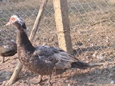 Варенье: Lal ördəklər satılır qiymət saya və cinsinə görə dəyişir at lalafo.az — 22 Варенье: Lal ördəklər satılır qiymət saya və cinsinə görə dəyişir — 22