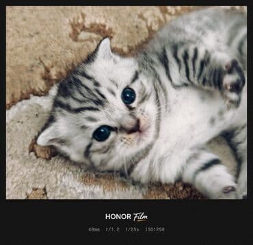 Ata British fold(yasti qulaq);ana:shinsilla shorthair tabby(dik lalafo.az -da Ata British fold(yasti qulaq);ana:shinsilla shorthair tabby(dik