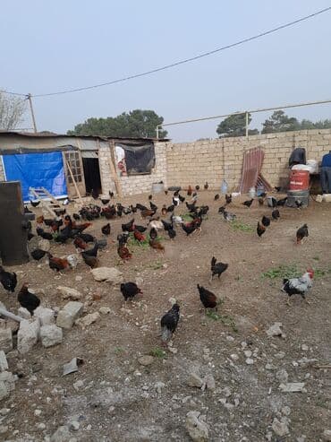 12 manatdan başlayan qiymət,,, Qarışıq kənd toyuqları – iri həyətyanı lalafo.az -da 12 manatdan başlayan qiymət,,, Qarışıq kənd toyuqları – iri həyətyanı