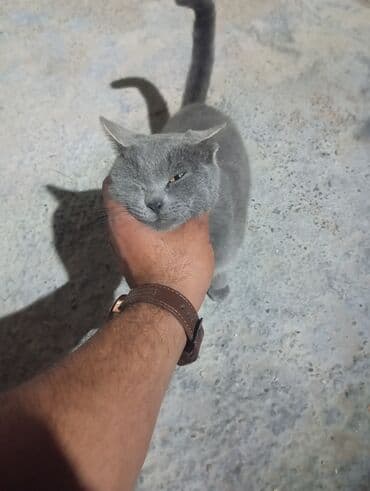 Rus mavi, Yaxşı əllərə lalafo.az -da Rus mavi, Yaxşı əllərə