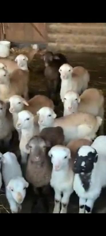 QUBA SEHERİ 20 eded Satışda: quzular - lalafo.az -da QUBA SEHERİ 20 eded Satışda: quzular -