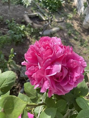 Güllü dekorativ – parlaq çəhrayı, iri və çoxqatlı, ətirli qızıl gül lalafo.az -da Güllü dekorativ – parlaq çəhrayı, iri və çoxqatlı, ətirli qızıl gül