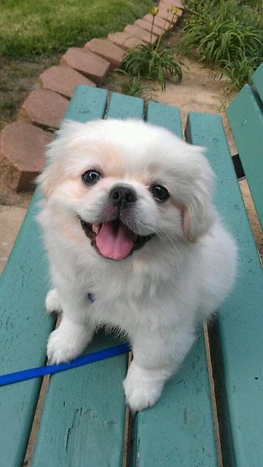 Pekines, 2 ay, Ödənişli çatdırılma, Ünvandan götürmə lalafo.az -da Pekines, 2 ay, Ödənişli çatdırılma, Ünvandan götürmə