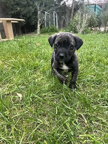 🐶 10 Həftəlik Cane Corso Balası – Pulsuz, Əmin Əllərə Verilir 10 lalafo.az -da 🐶 10 Həftəlik Cane Corso Balası – Pulsuz, Əmin Əllərə Verilir 10
