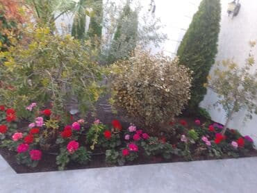 Anbar: Bağban axran işderi axtarıram bağa ayid bütün işlər işdəyirəm qazon lalafo.az -da — 5 Anbar: Bağban axran işderi axtarıram bağa ayid bütün işlər işdəyirəm qazon — 5