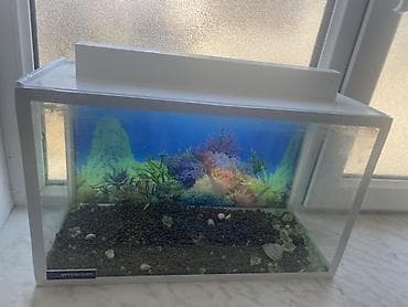 Dördbucaq akvarium, Boş, 20 l, Ünvandan götürmə lalafo.az -da Dördbucaq akvarium, Boş, 20 l, Ünvandan götürmə
