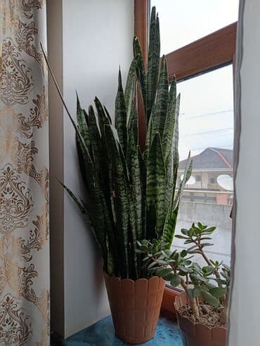 Sanseveriya (Qaynanadili) – iri ölçülü otaq bitkisi - Növ lalafo.az -da Sanseveriya (Qaynanadili) – iri ölçülü otaq bitkisi - Növ