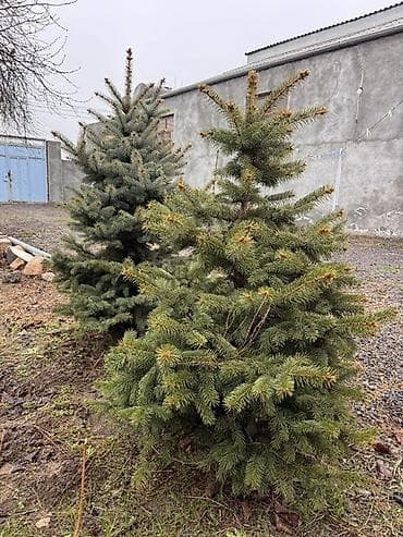 Ölcü ve qiymet: 1.70m Gümüşü - 250azn 1.20m Gümüşü - 180 azn 1.30m lalafo.az -da Ölcü ve qiymet: 1.70m Gümüşü - 250azn 1.20m Gümüşü - 180 azn 1.30m