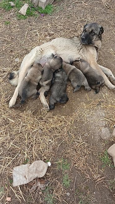 Qafqaz çoban iti lalafo.az -da Qafqaz çoban iti