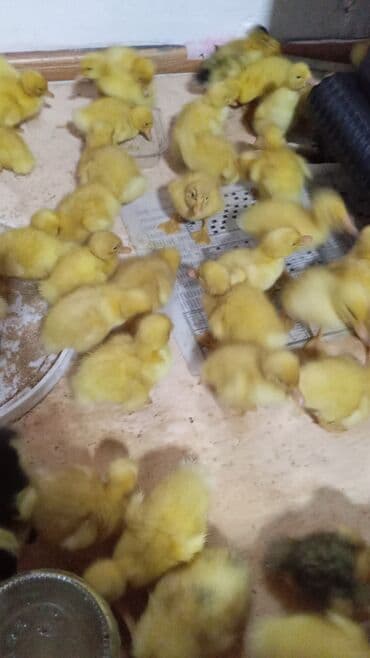 Salam 10 gunluk ordek balalari 2.50 azn real alicilar zengbelesin lalafo.az -da Salam 10 gunluk ordek balalari 2.50 azn real alicilar zengbelesin