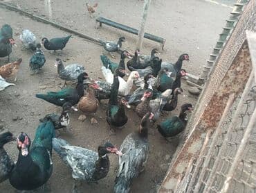 Lal ördəklər satılır qiymətləri hamsını alana 30 azn seçib alana 35 lalafo.az -da Lal ördəklər satılır qiymətləri hamsını alana 30 azn seçib alana 35