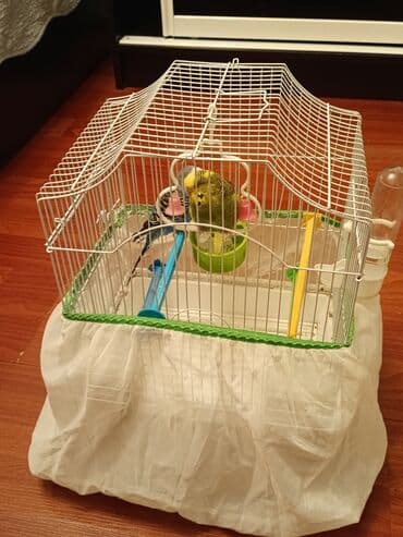 Dalmatin (dalğıç) cinsli 2 büdcə papağanı – birlikdə. - Rənglər və lalafo.az -da Dalmatin (dalğıç) cinsli 2 büdcə papağanı – birlikdə. - Rənglər və