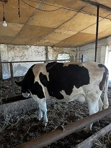 Süni cinsli, qara-ağ alacalı inək satılır. Ferma şəraitində lalafo.az -da Süni cinsli, qara-ağ alacalı inək satılır. Ferma şəraitində