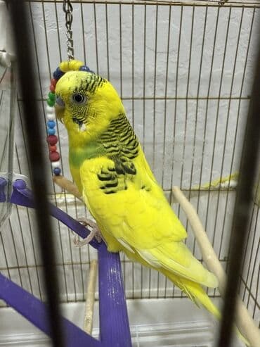 Məhsul: Sarı-bənövşəyi naxışlı dalmatin dalğalı tutuquşu (budgerigar) lalafo.az -da Məhsul: Sarı-bənövşəyi naxışlı dalmatin dalğalı tutuquşu (budgerigar)