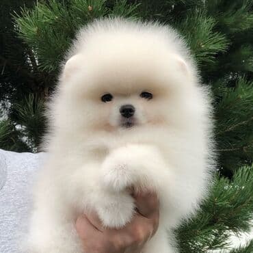 Şpitz, 2 ay, Erkek, Peyvəndli, Ödənişli çatdırılma lalafo.az -da Şpitz, 2 ay, Erkek, Peyvəndli, Ödənişli çatdırılma