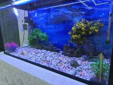 BYD: Tamalı dekorativ akvarium dəsti - Ölçü: 90sm uzunu hundurluyu 50sm at lalafo.az — 4 BYD: Tamalı dekorativ akvarium dəsti - Ölçü: 90sm uzunu hundurluyu 50sm — 4