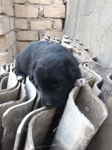 Zvonok, Peyvəndli lalafo.az -da Zvonok, Peyvəndli