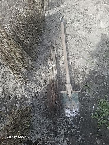 Gilas şitilləri (calaq altı) yeni çıxardılıb lalafo.az -da Gilas şitilləri (calaq altı) yeni çıxardılıb