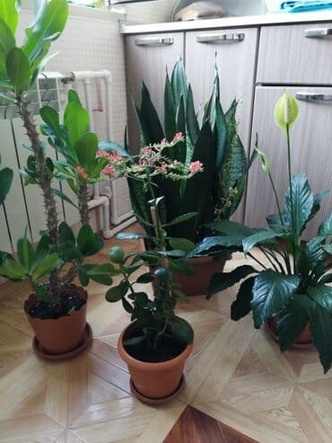 Otaq bitkiləri dəsti – 4 ədəd Rayona getdiyimiz üçün satırıq. Çiçək lalafo.az -da Otaq bitkiləri dəsti – 4 ədəd Rayona getdiyimiz üçün satırıq. Çiçək