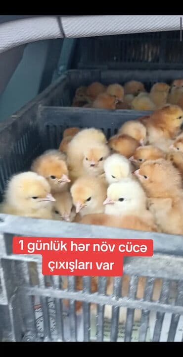 Toyuq cücələri, Damazlıq lalafo.az -da Toyuq cücələri, Damazlıq