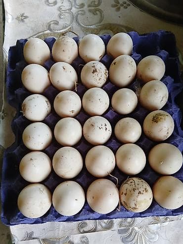 Lavanda zumrudu yumurtalari mayali isteyen olsa zeng ede biler qiymet lalafo.az -da Lavanda zumrudu yumurtalari mayali isteyen olsa zeng ede biler qiymet